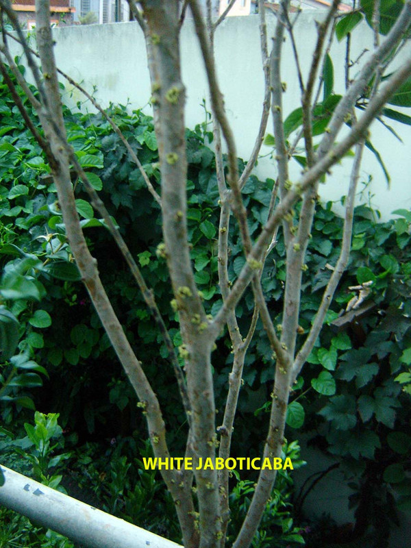 DSC02004