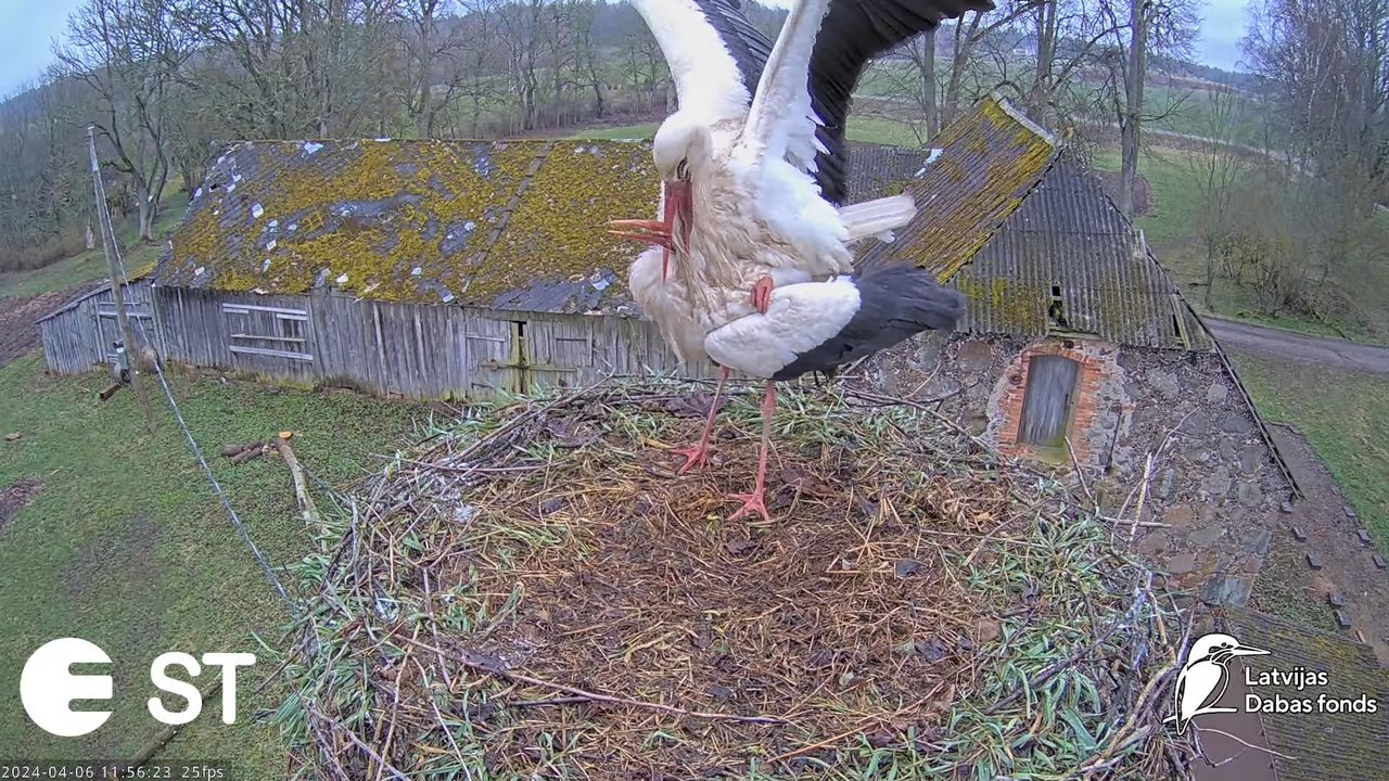 Baltie stārķi (Ciconia ciconia) Tukuma novadā - LDF tiešraide __ White storks in Tukums, Latvia 14-5