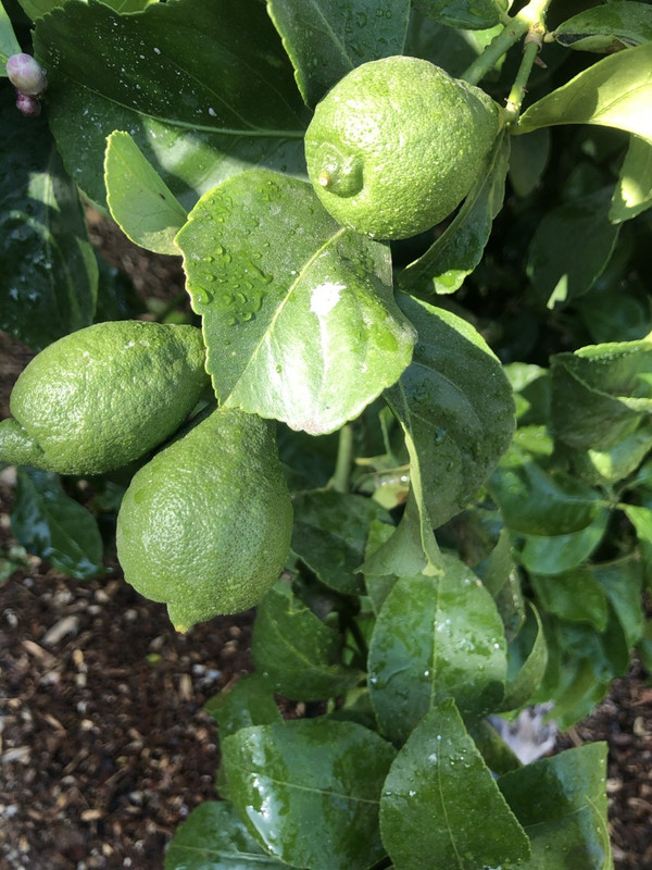 E9B2E608-A030-4D4F-B237-53523F9E40B5_1_105_c