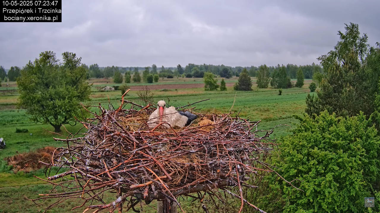 10052025bociany5