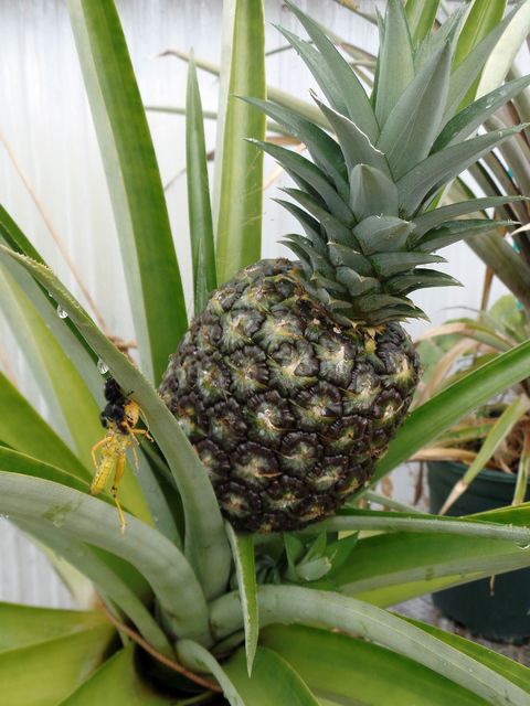 SpiderGrasshopper#2