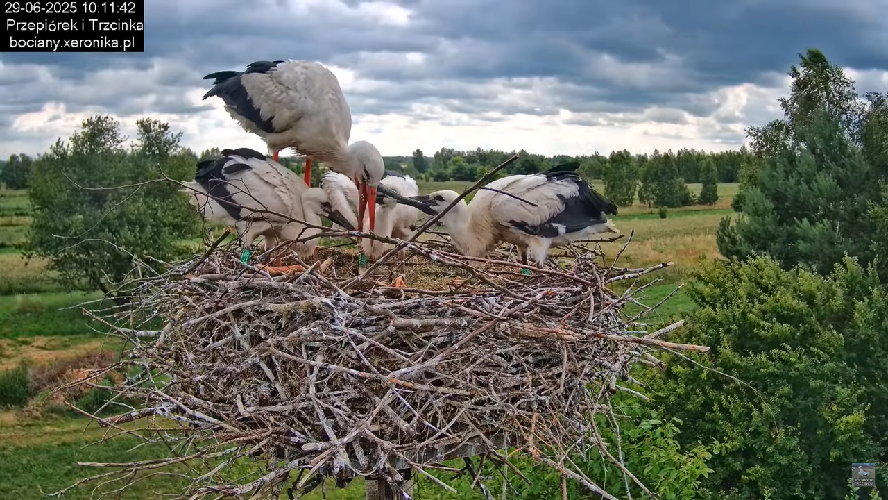 29062025bociany32