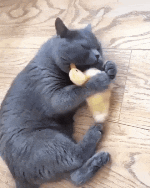 kitty2.gif