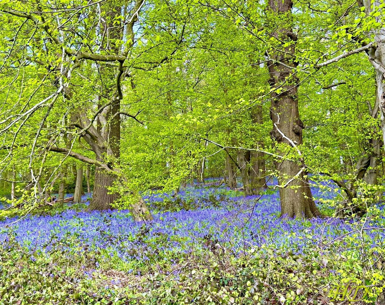 bluebells-april-Woods-HD.jpg