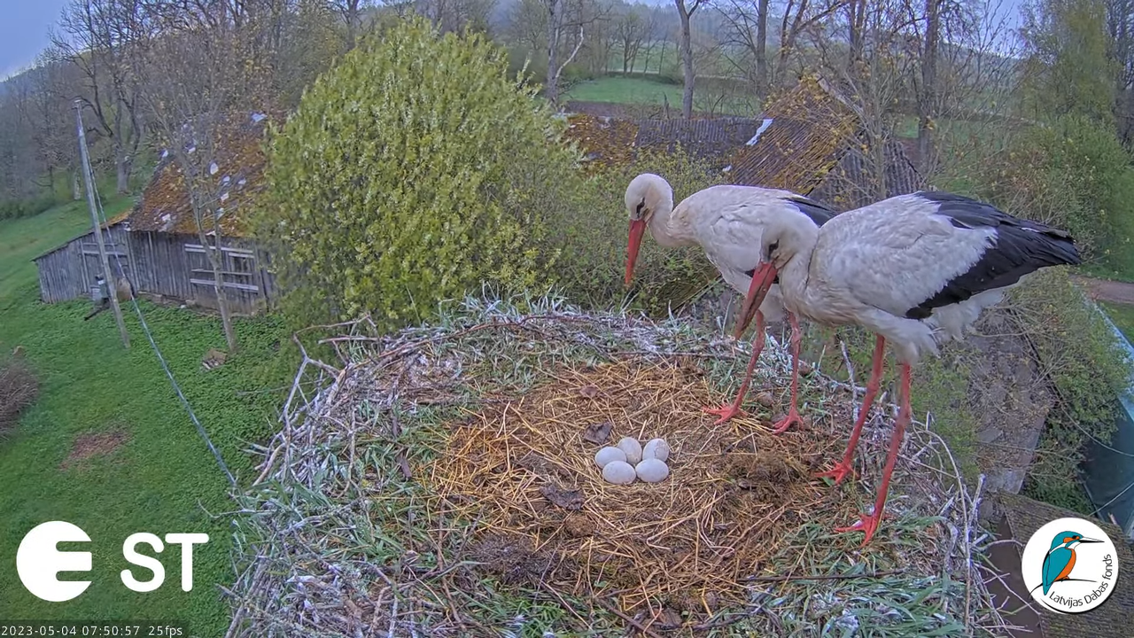 Baltie stārķi (Ciconia ciconia) Tukuma novadā - LDF tiešraide __ White storks in Tukums, Latvia 9-2-