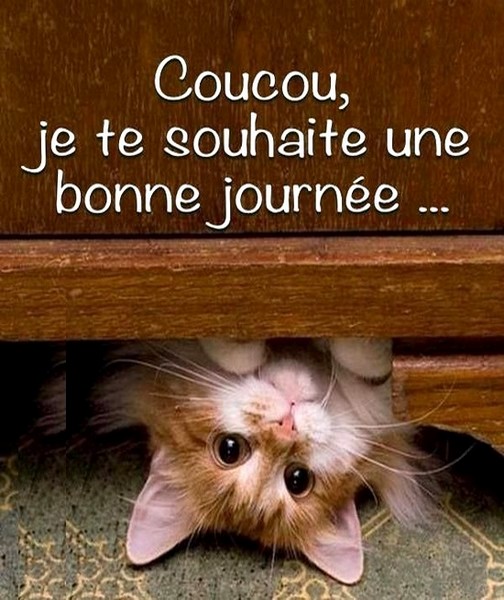 bonne-journ-e-chat
