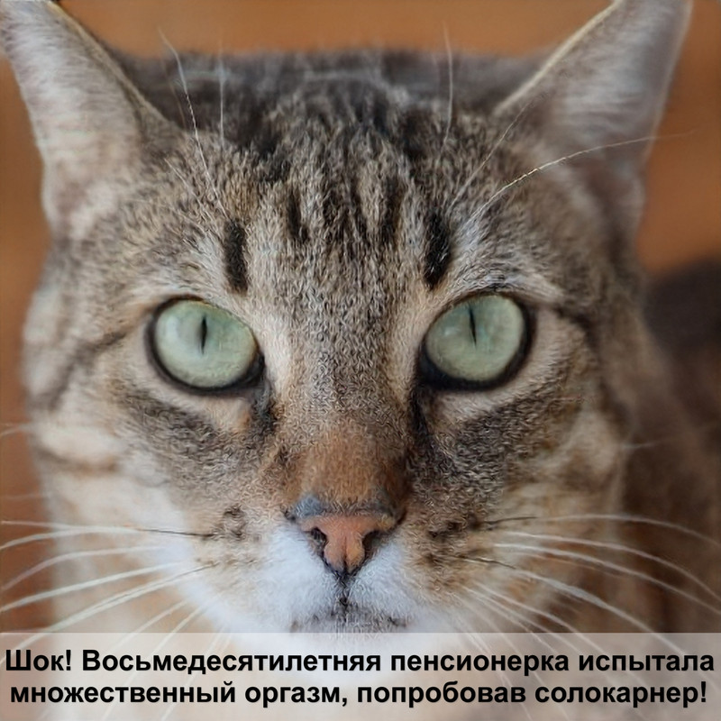 какая кошка самая полезная