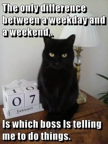 Cat Humor #8