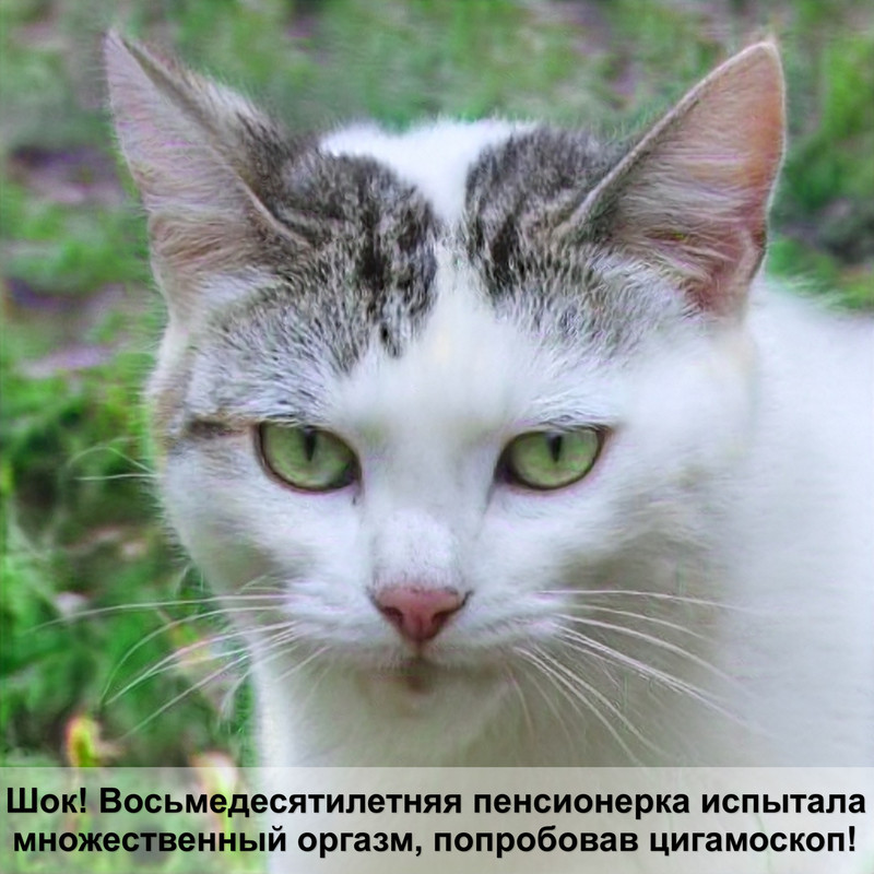 кошки британцы окрас