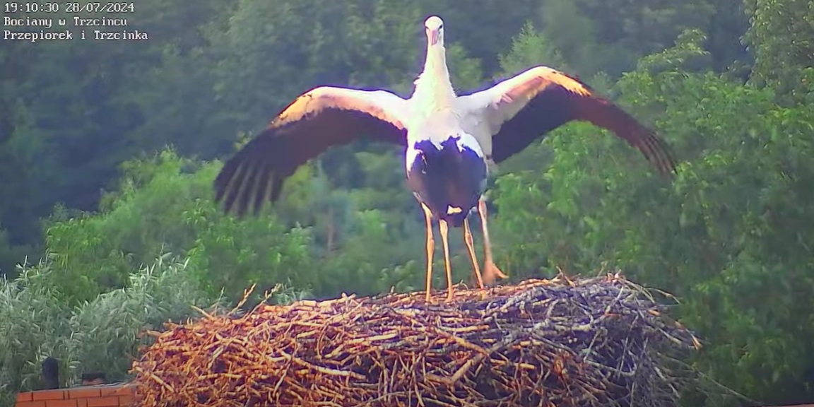 bocianwielki