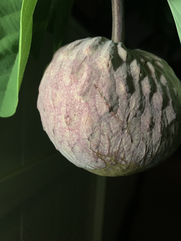 D8BCDCBF-0B52-48C2-81CE-2C47CFEC99F6