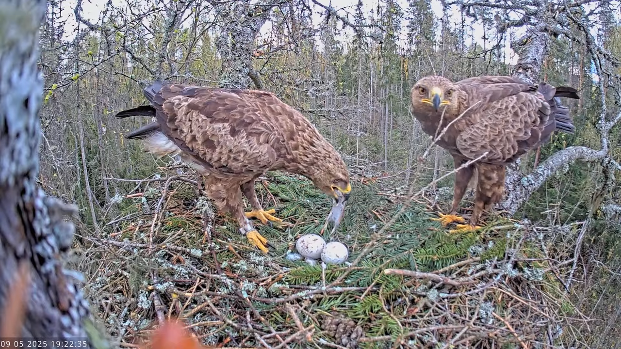 Väike-konnakotkas __ Clanga pomarina __ Lesser Spotted Eagle 12-58-35 screenshot
