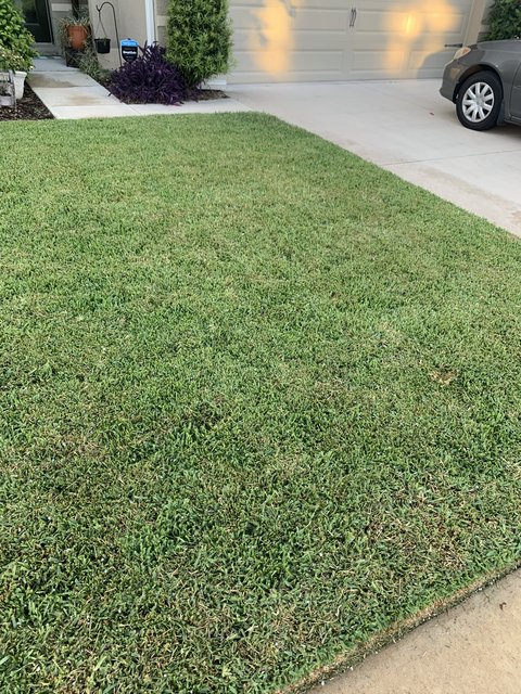 St Augustine Dense Looping The Lawn Forum