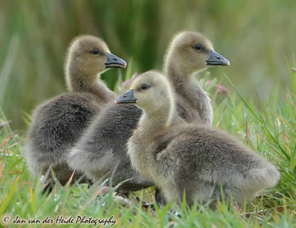 jonge-gansjes-5ed361257f31b-large.jpg