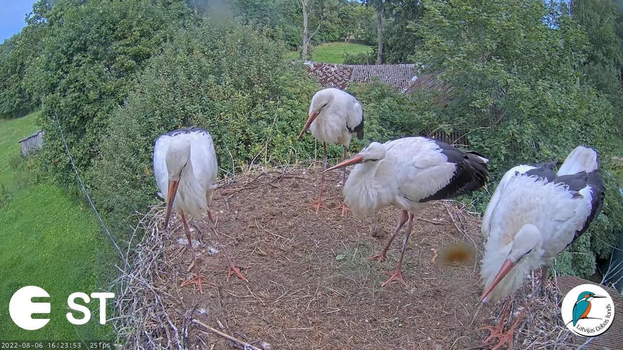 Baltie stārķi (Ciconia ciconia) Tukuma novadā - LDF tiešraide __ White storks in Tukums, Latvia 12-1