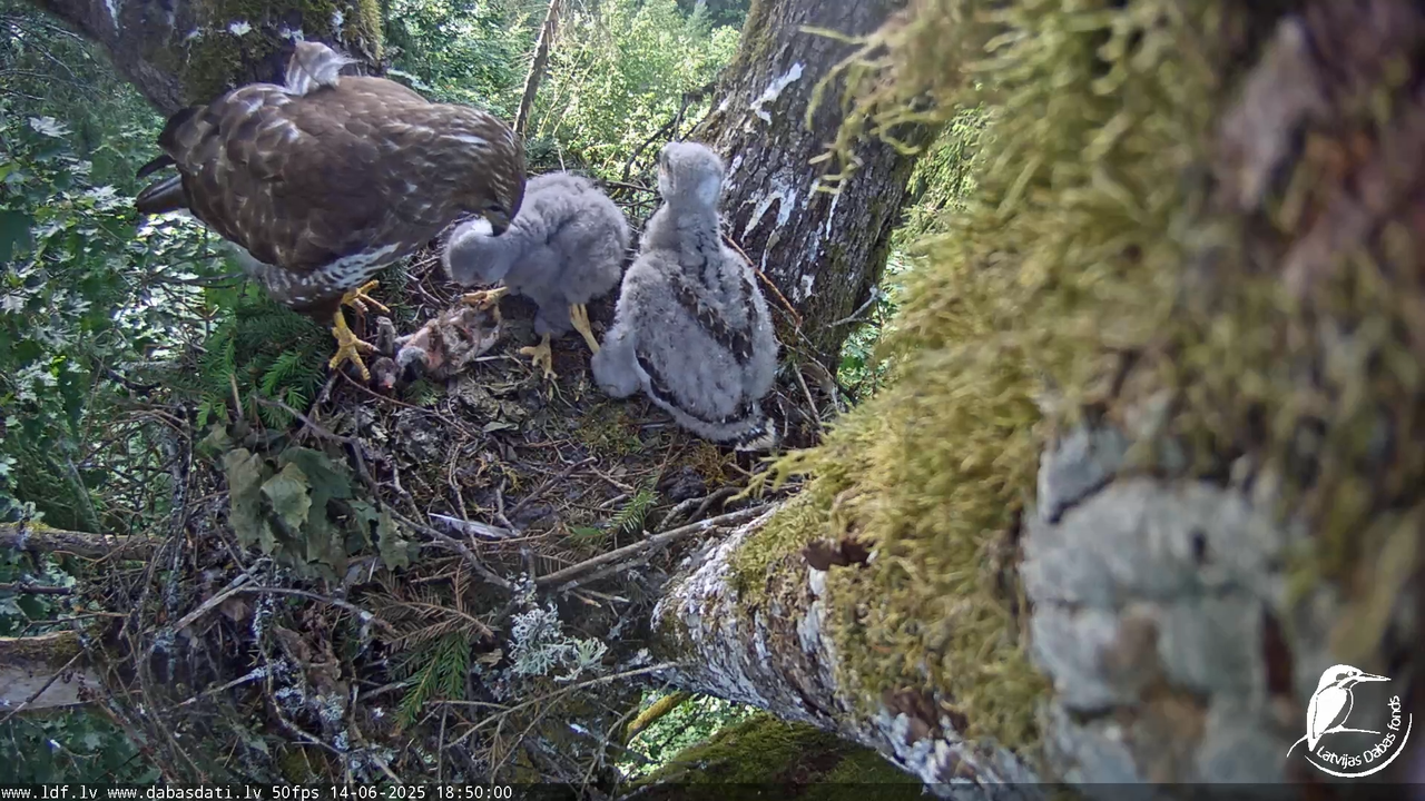 Melnās klijas (Milvus migrans) Kurzemē_ peļu klijāni (Buteo buteo) 15-50-5 screenshot