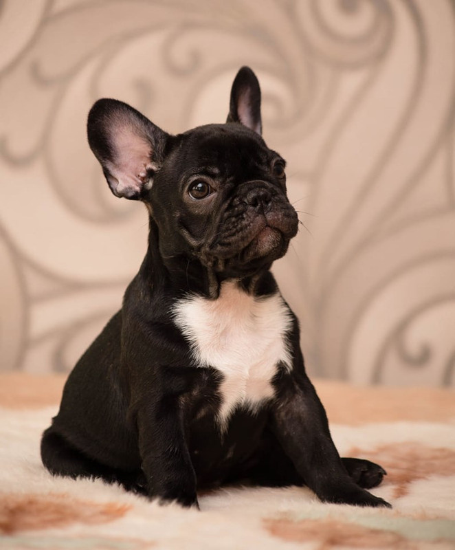Бульдог 5 месяцев. Бульдог 5 месяцев. 5 месяца. Бульдог 5 месяцев. Французский бульдог 5 месяцев.