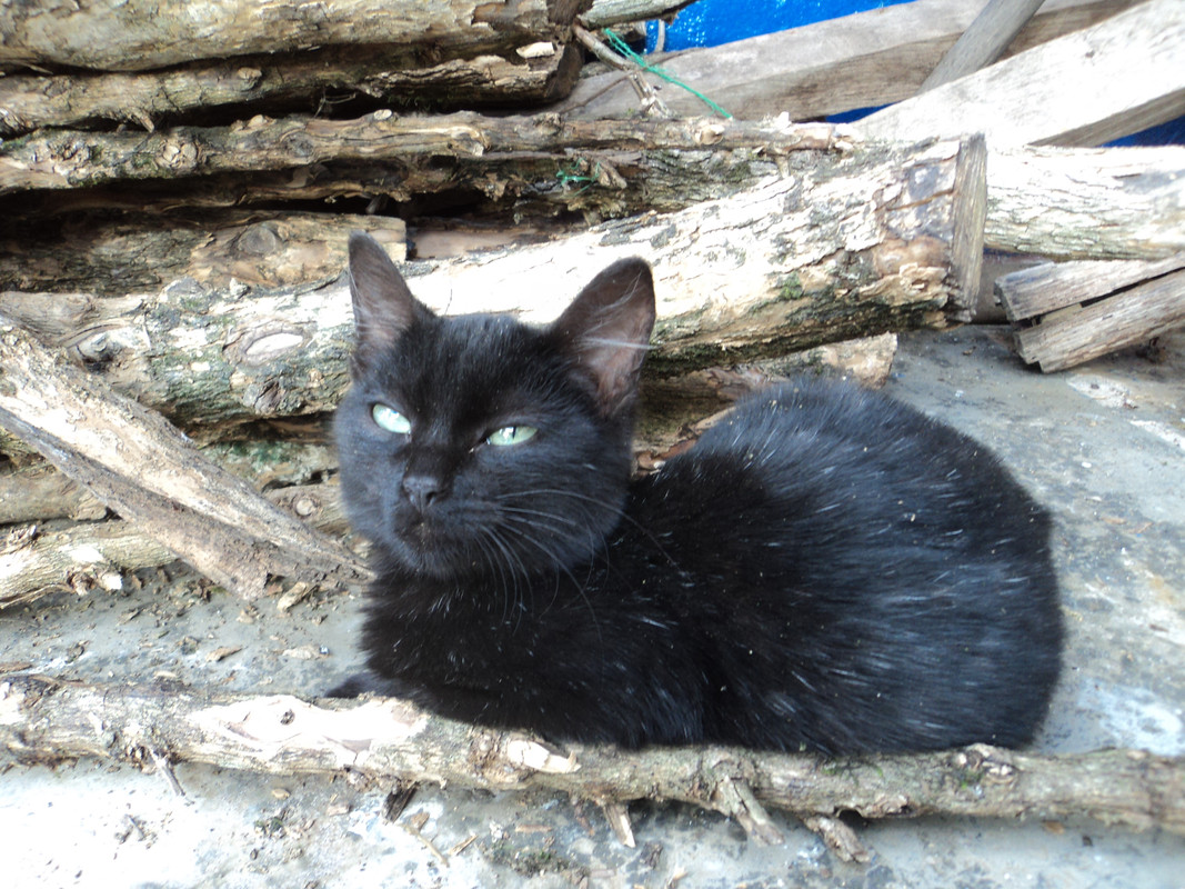 Gato-Negro-Henry-Ortiz-utima-4