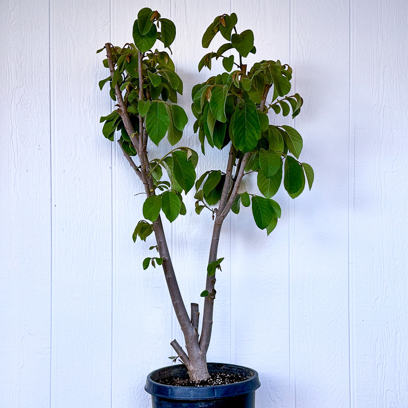 Lisa Atemoya Tree -shopify (1)