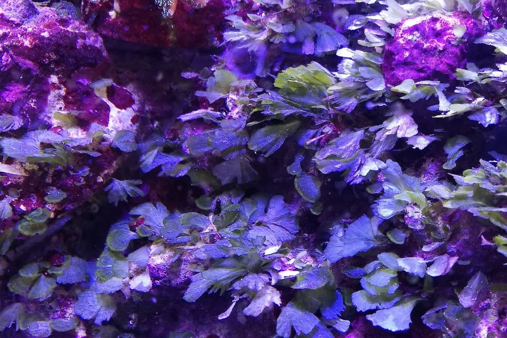 foto alga ventaglio 3 (1) (1)