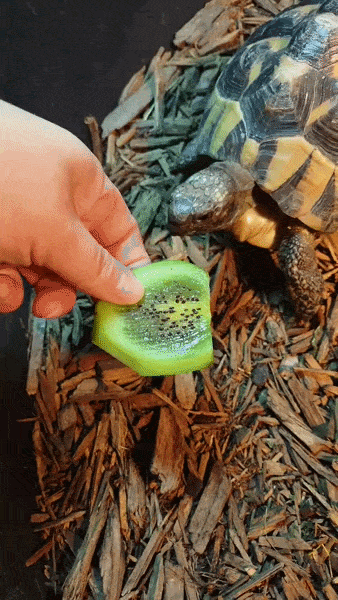 ezgif-3f603467af85407a.gif