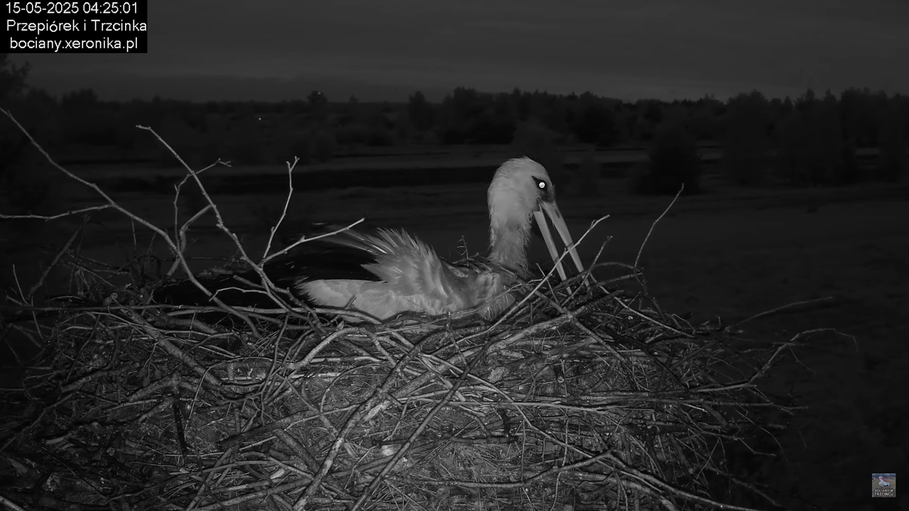 15052025bociany2