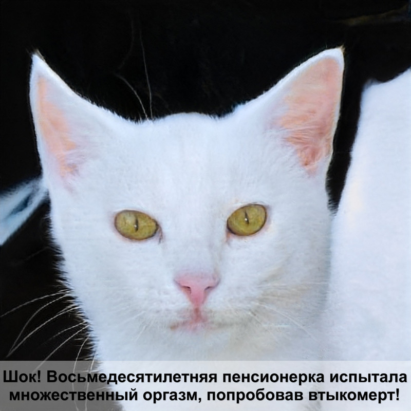 когтеточка для котенка