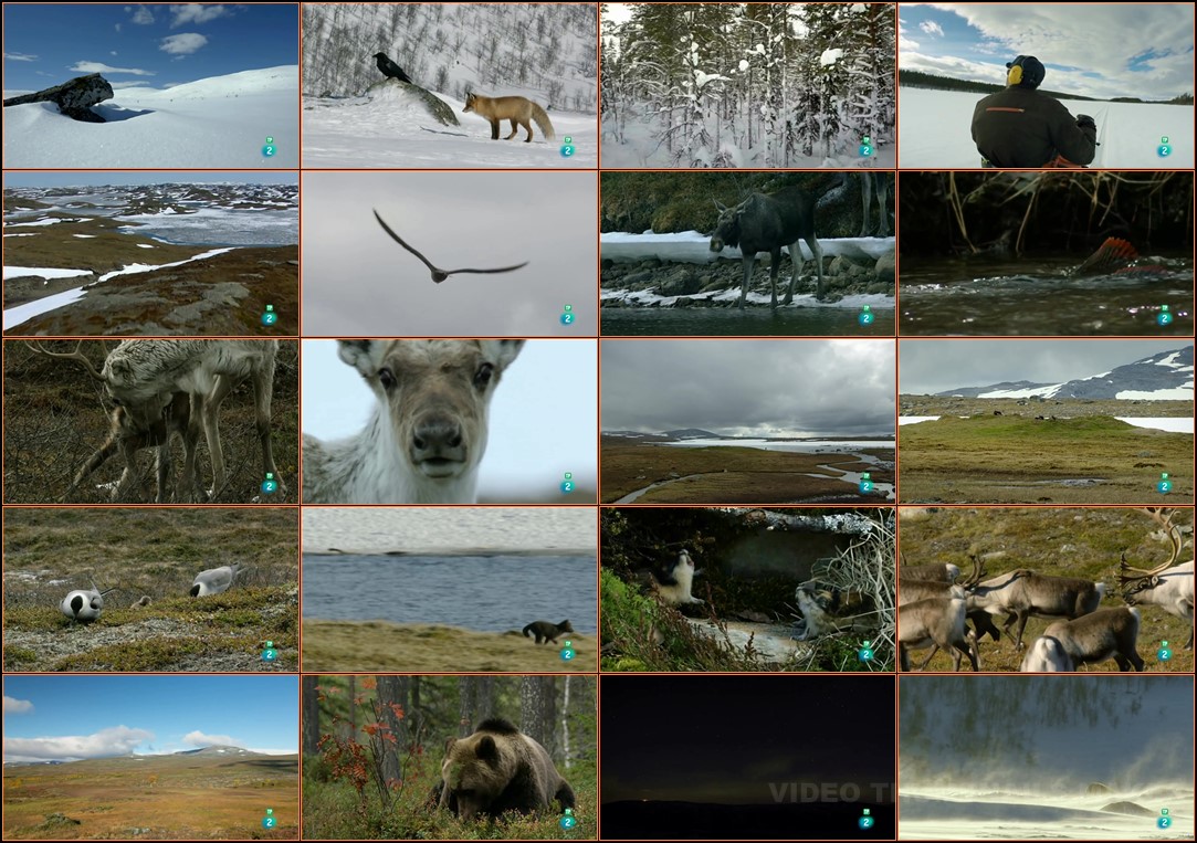 Grandes documentales - Lemming, el pequeño gigante del norte 