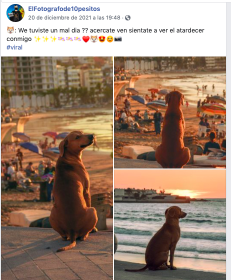 Foto de un perro que mira el atardecer en la playa de Mazatlán se volvió viral