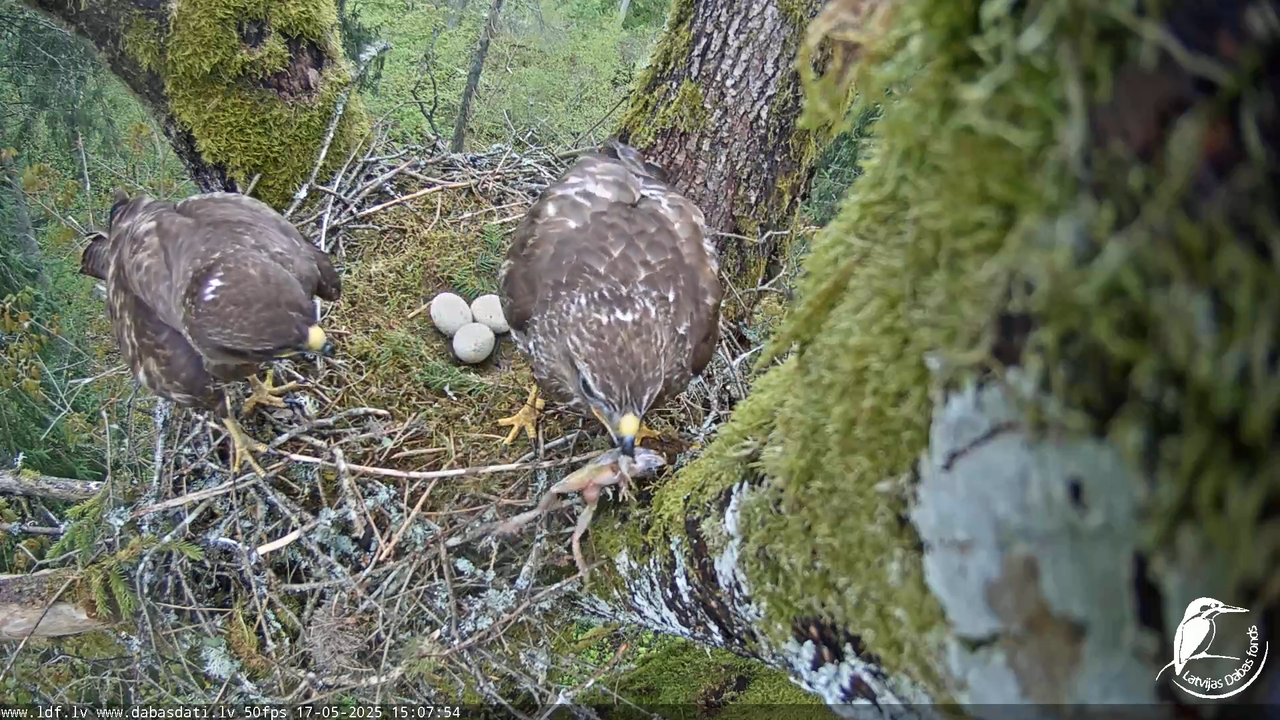 Melnās klijas (Milvus migrans) Kurzemē_ peļu klijāni (Buteo buteo) 17-51-59 screenshot