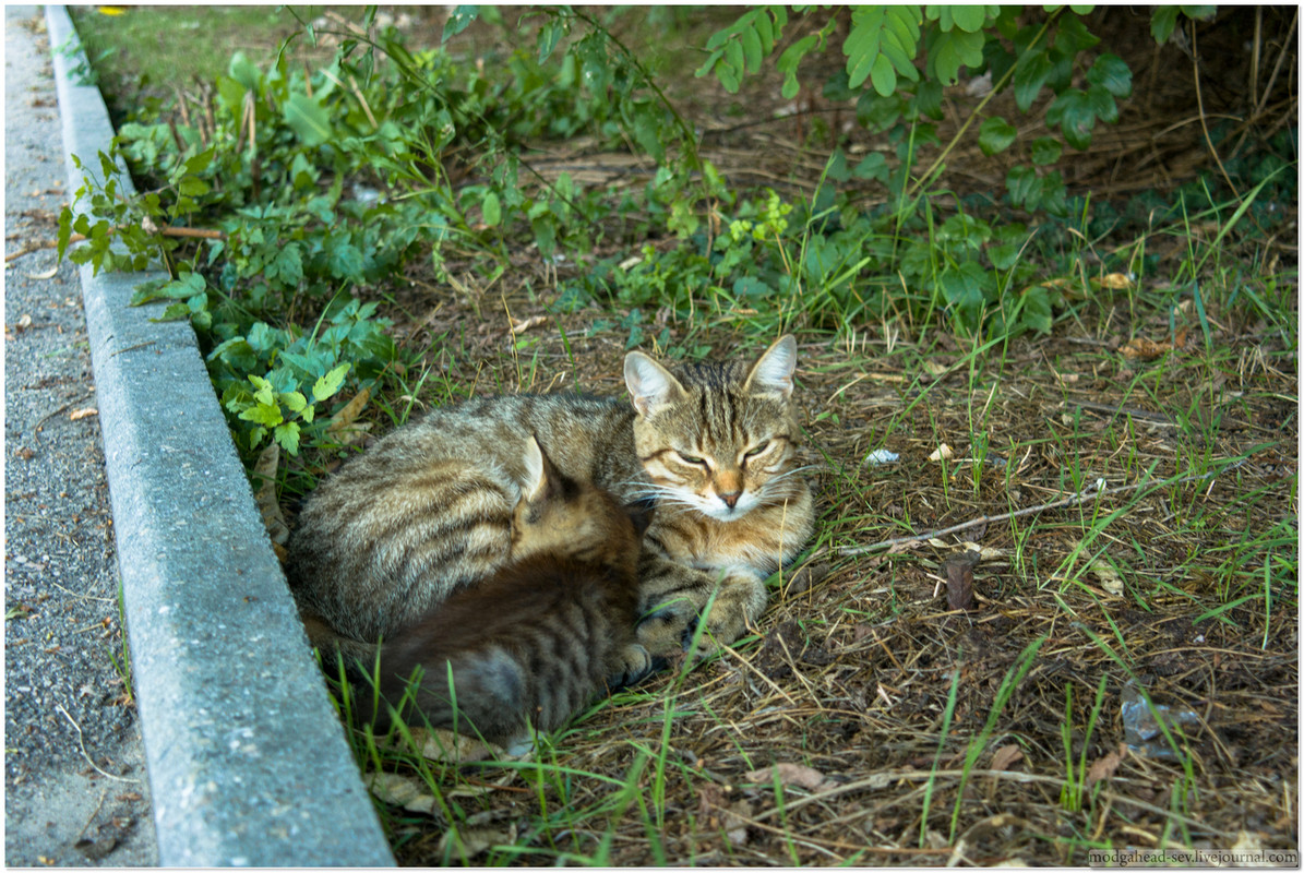 Cats-7003