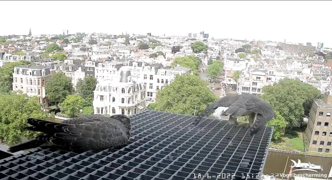 Amsterdam/Rijksmuseum screenshots © Beleef de Lente/Vogelbescherming Nederland - Pagina 29 Video-2022-06-18-153027-Moment-6