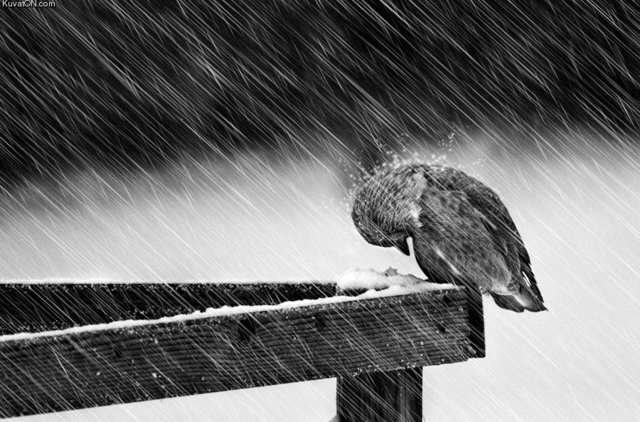 Blacknwhite-bird-bird-rain-cold-poor-bird-snow-Favim-com-318706.jpg