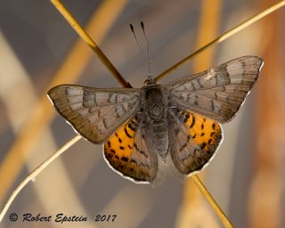 metalmark zela