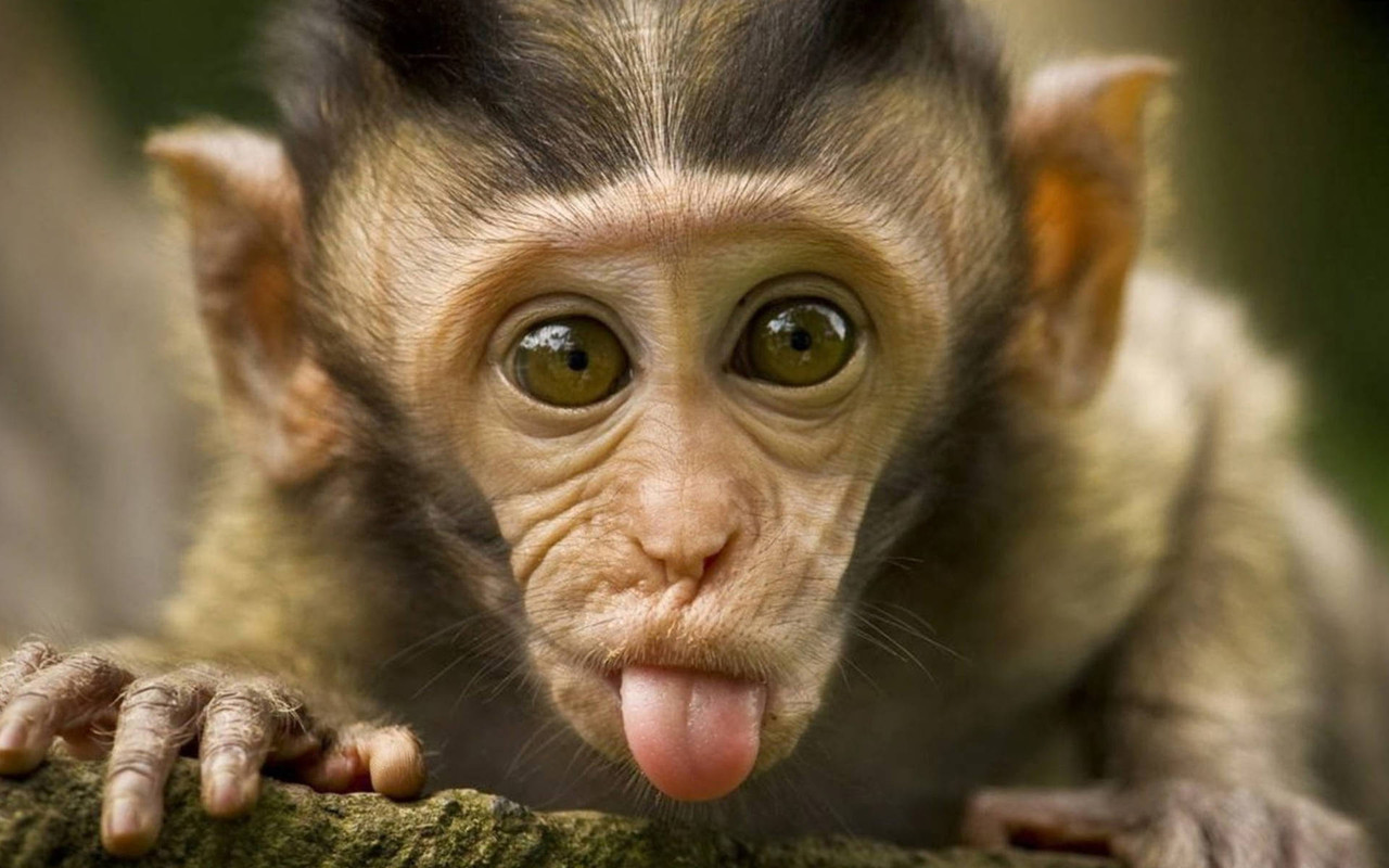 funny-chimpanzee-face-expression-pza1ct6r1xr76cq3