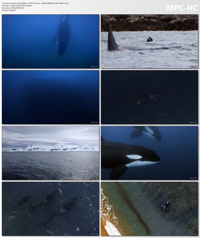Secrets of the Whales  S01E01 Disney  1080p WEB DDP x264-NM21vi.mkv_thumbs