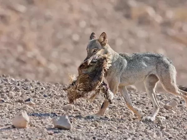[Image: arabic-wolf-facts-with-images-and-video-...17124.webp]