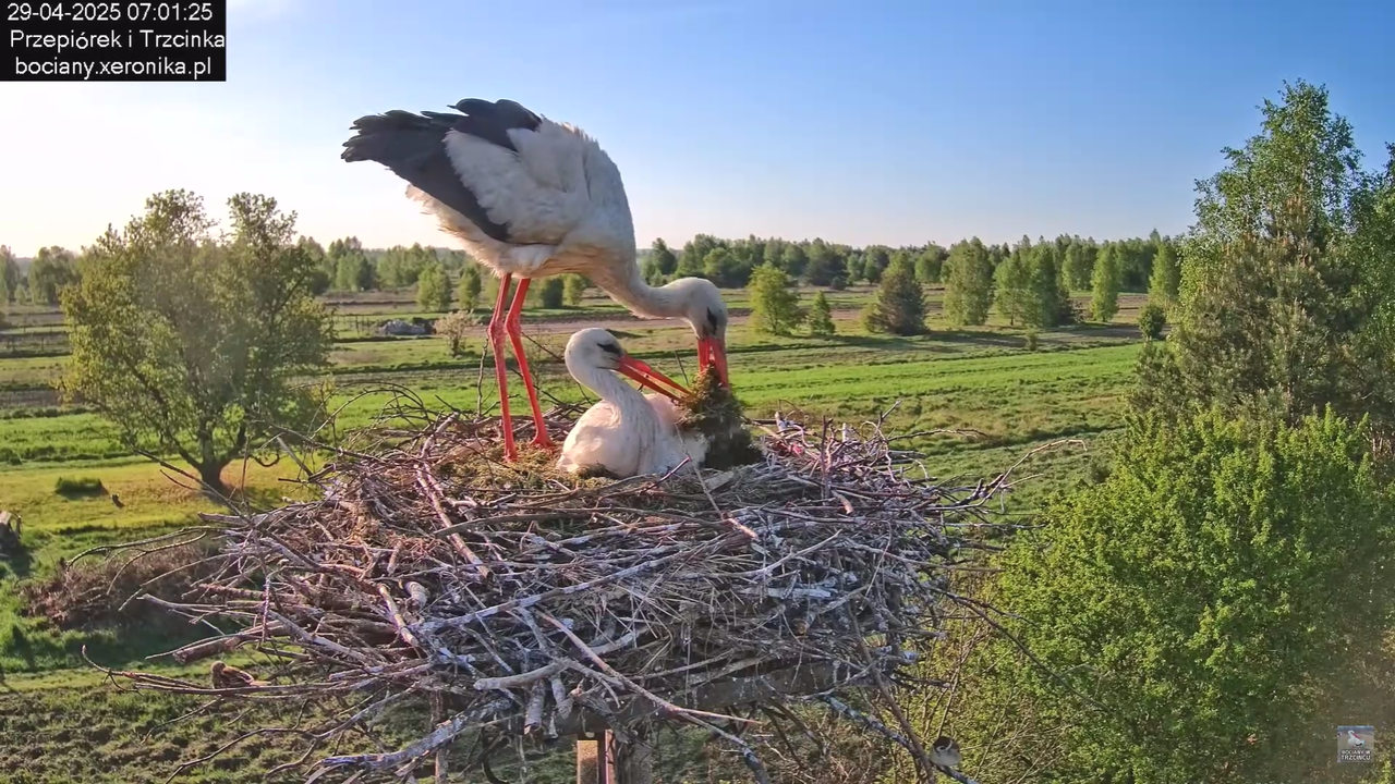 29042025bociany15