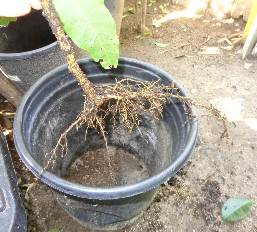 White-Sapote-Rooted1