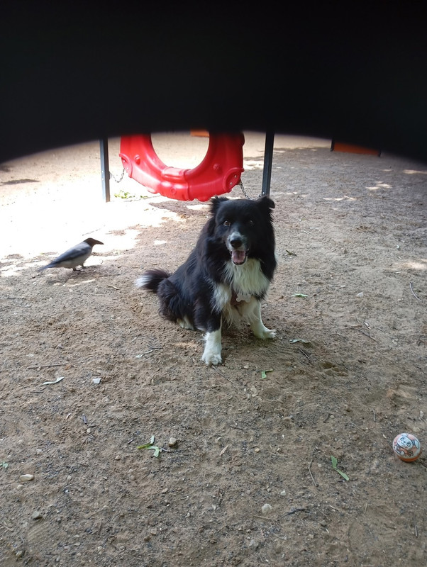 Bk551QXDhLk балбес и ворона .