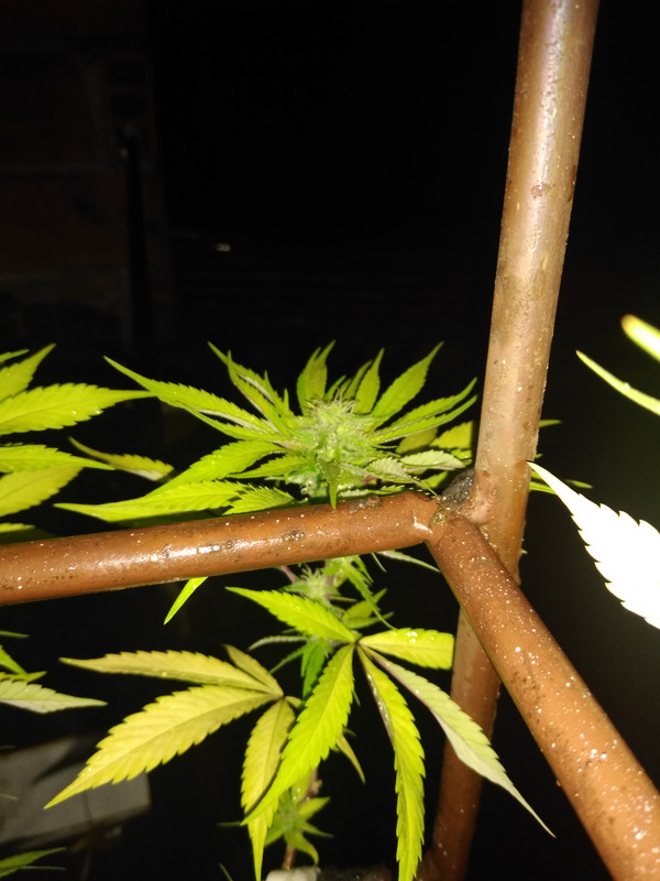 IMG_20200814_030258599