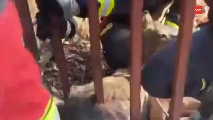 Foto cedida por Ayuntamiento de Coslada