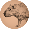 new-capycapy-sitee.pages.dev favicon