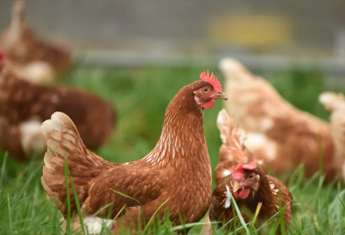 gbmvdq5_chicken-generic_625x300_11_February_24-jpeg-1230×756-