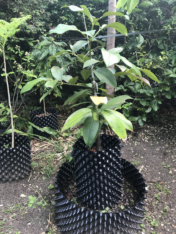 Mangosteen2018