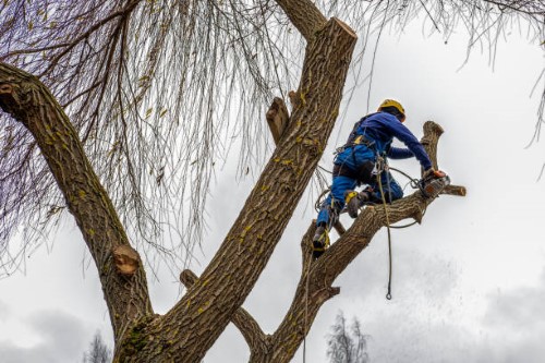 Environmental Advantages of Qualified Plant Care Services