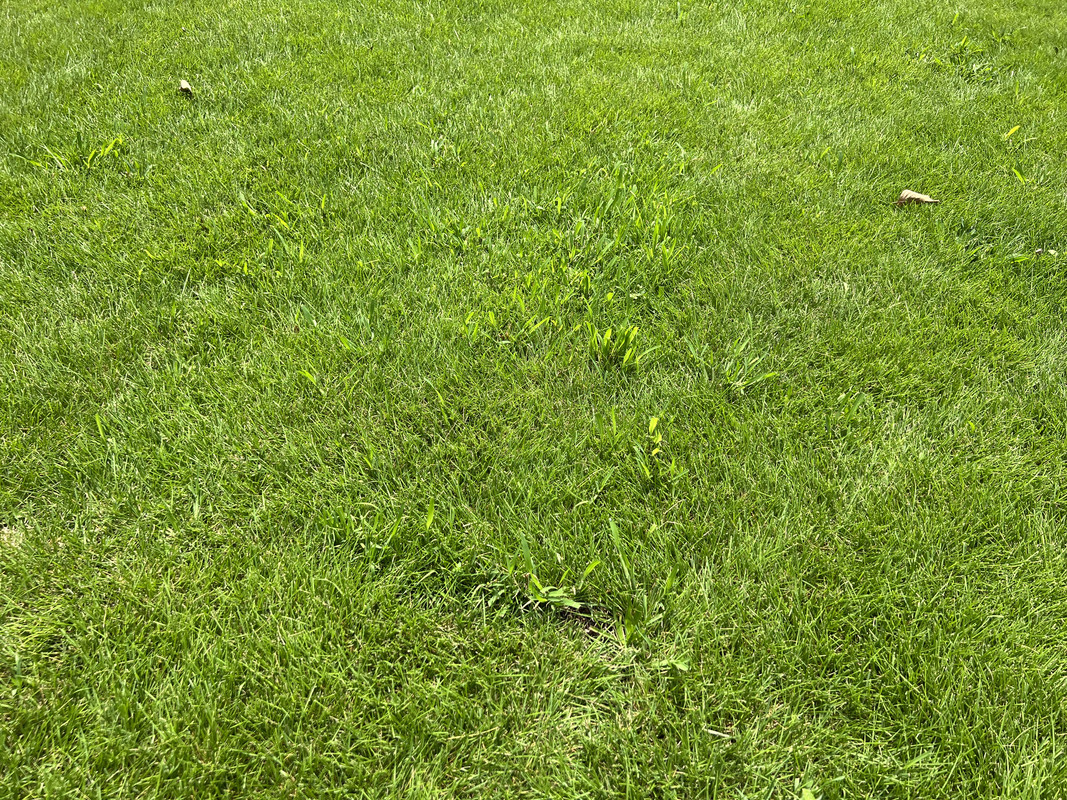 Crabgrass in new Zoysia manage it, or kill it?. Lawn Care Forum