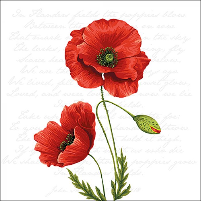 13316120-proud-poppy.jpg