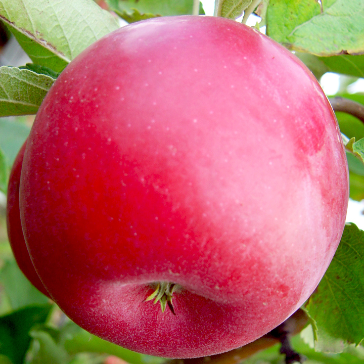 Яблочный фестиваль в честь сорта Айдаред что это за мероприятие и почему стоит побывать