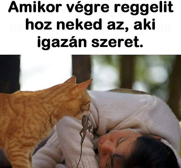 https://i.postimg.cc/2ydGBkWx/amikor-vegre.jpg